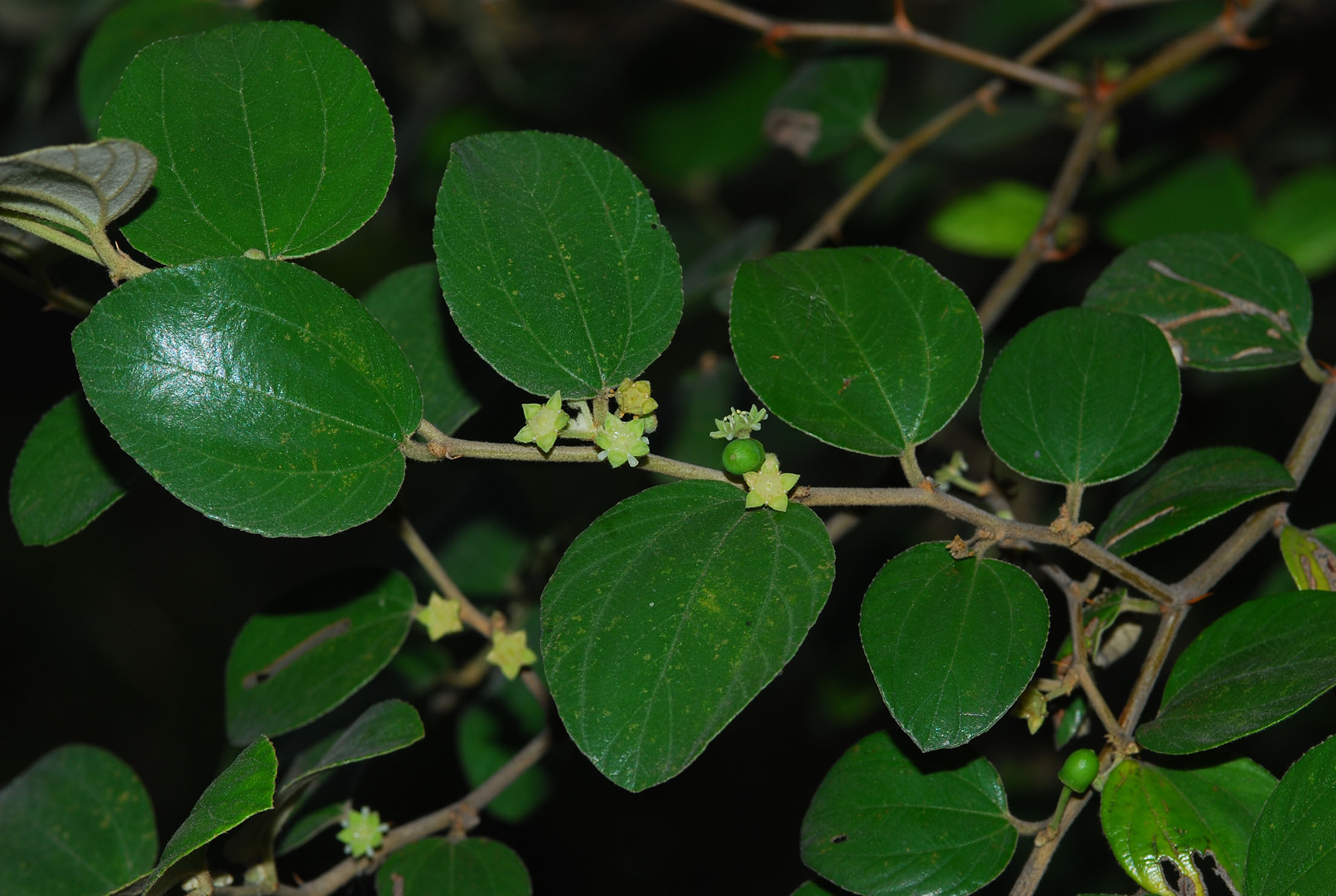 ชื่อต้น : พุทรา / Jujube Tree