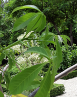 ชื่อต้น : Adansonia perrieri