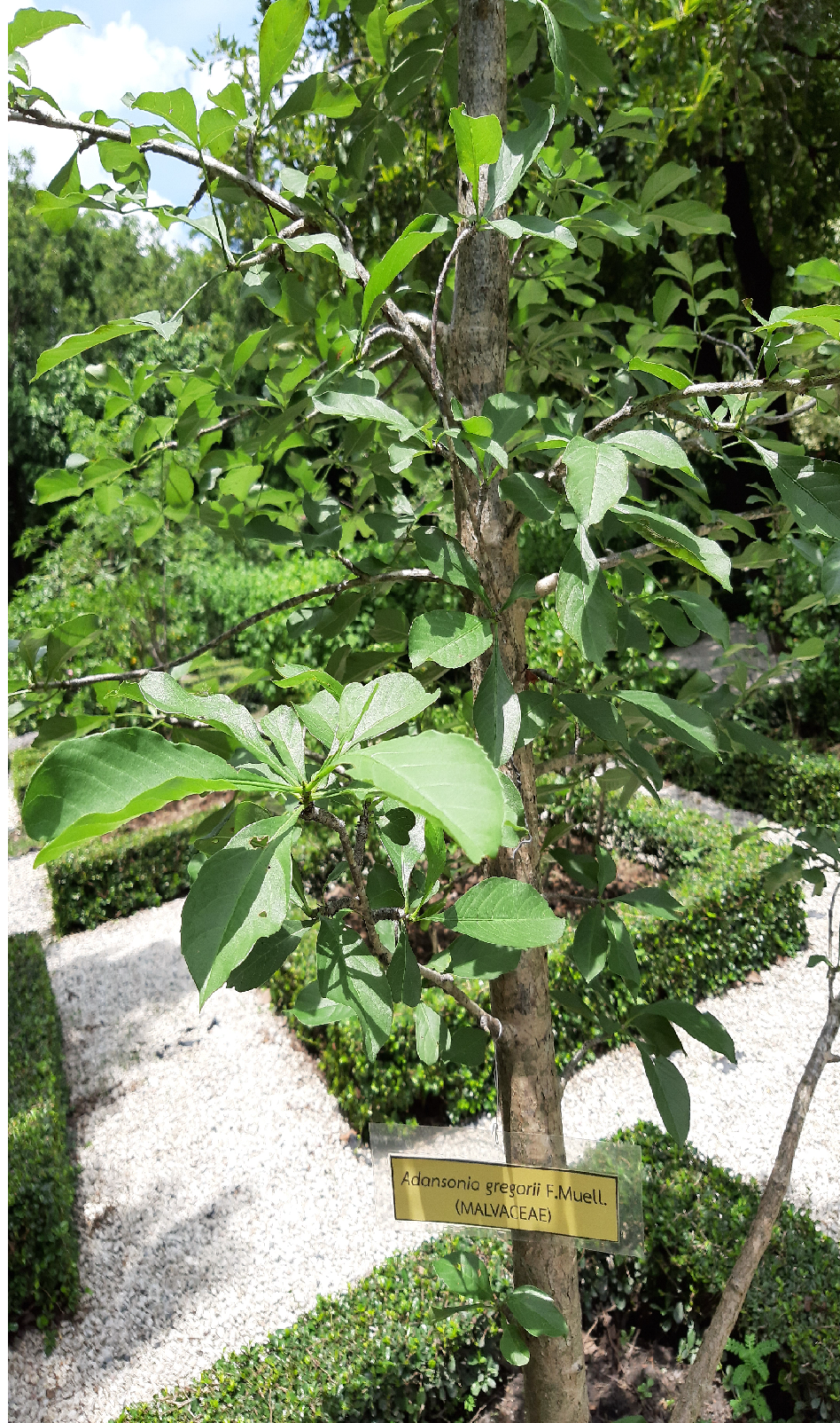 ชื่อต้น : ขวด (bottle tree)