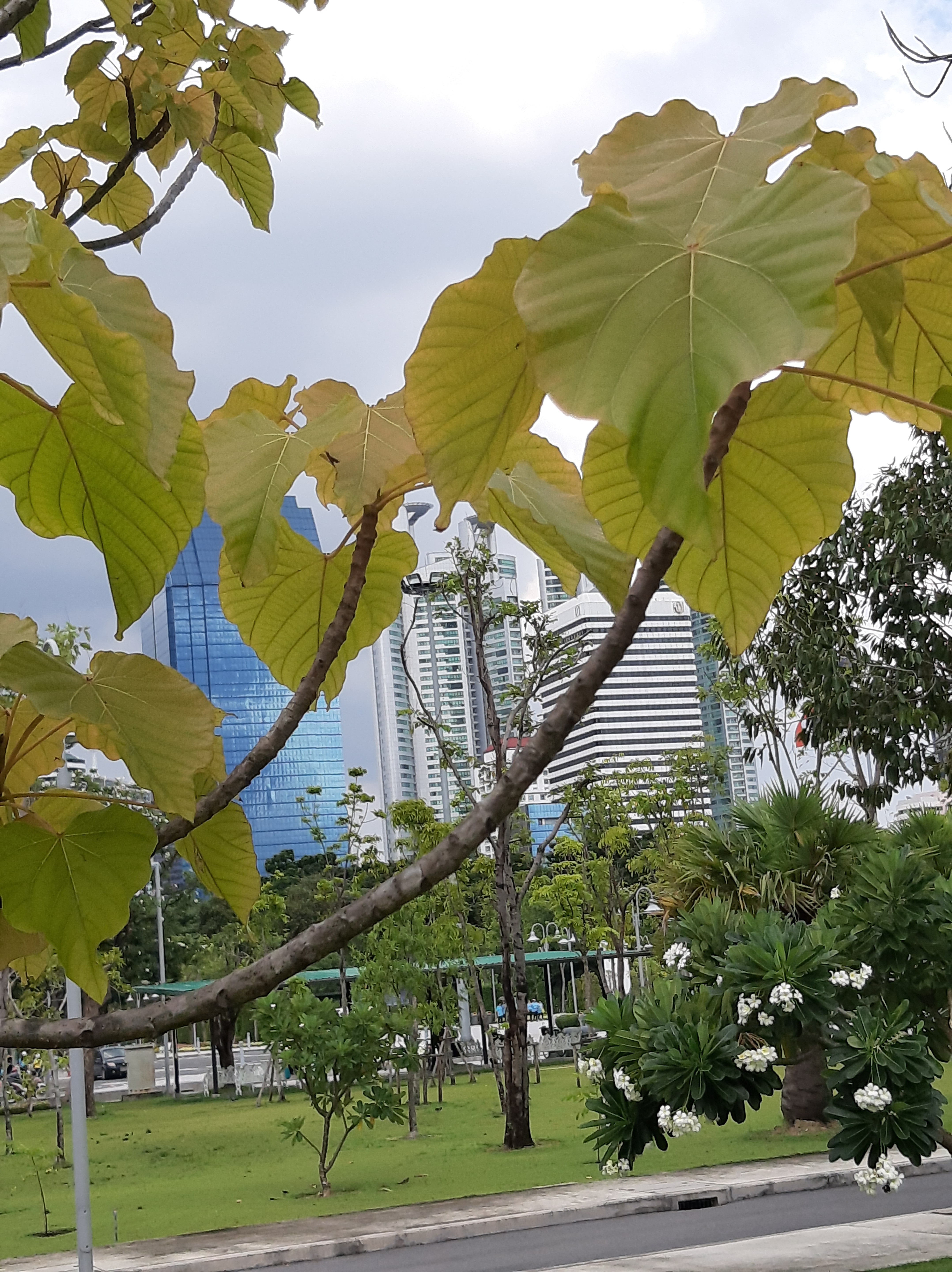 ชื่อต้น : โพธิ์ฟิลิปปินส์