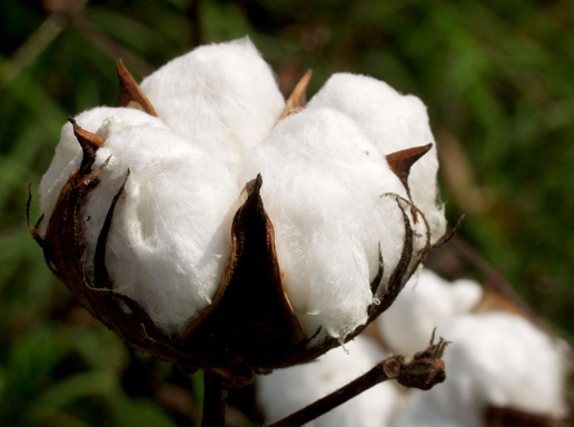ชื่อต้น : ฝ้าย / cotton