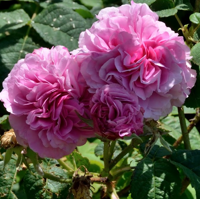 ชื่อต้น : กุหลาบมอญ Damask / Rose