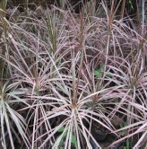 ชื่อต้น : เข็มสามสี