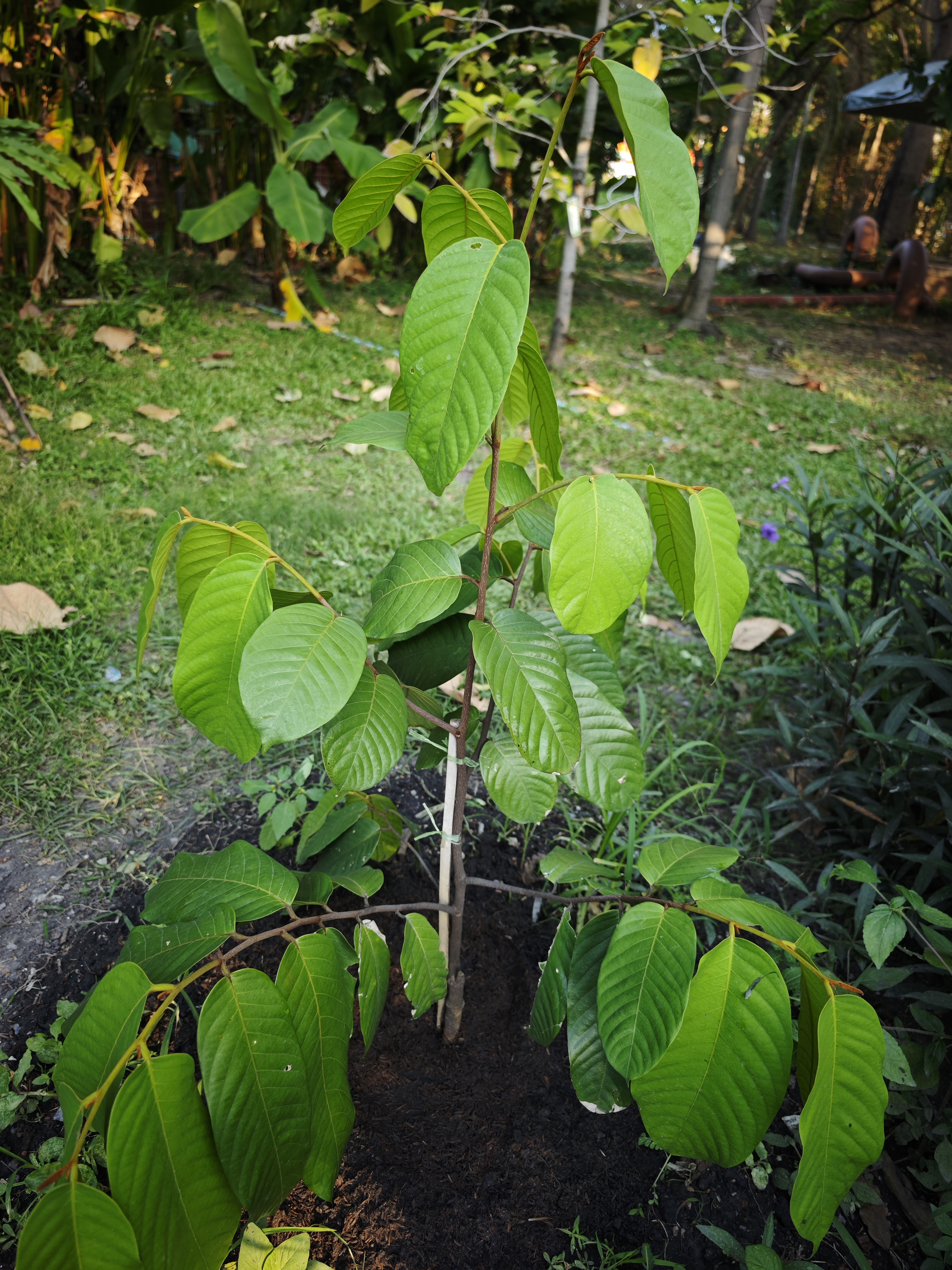 ชื่อต้น : มหาพรหมสิรินธร