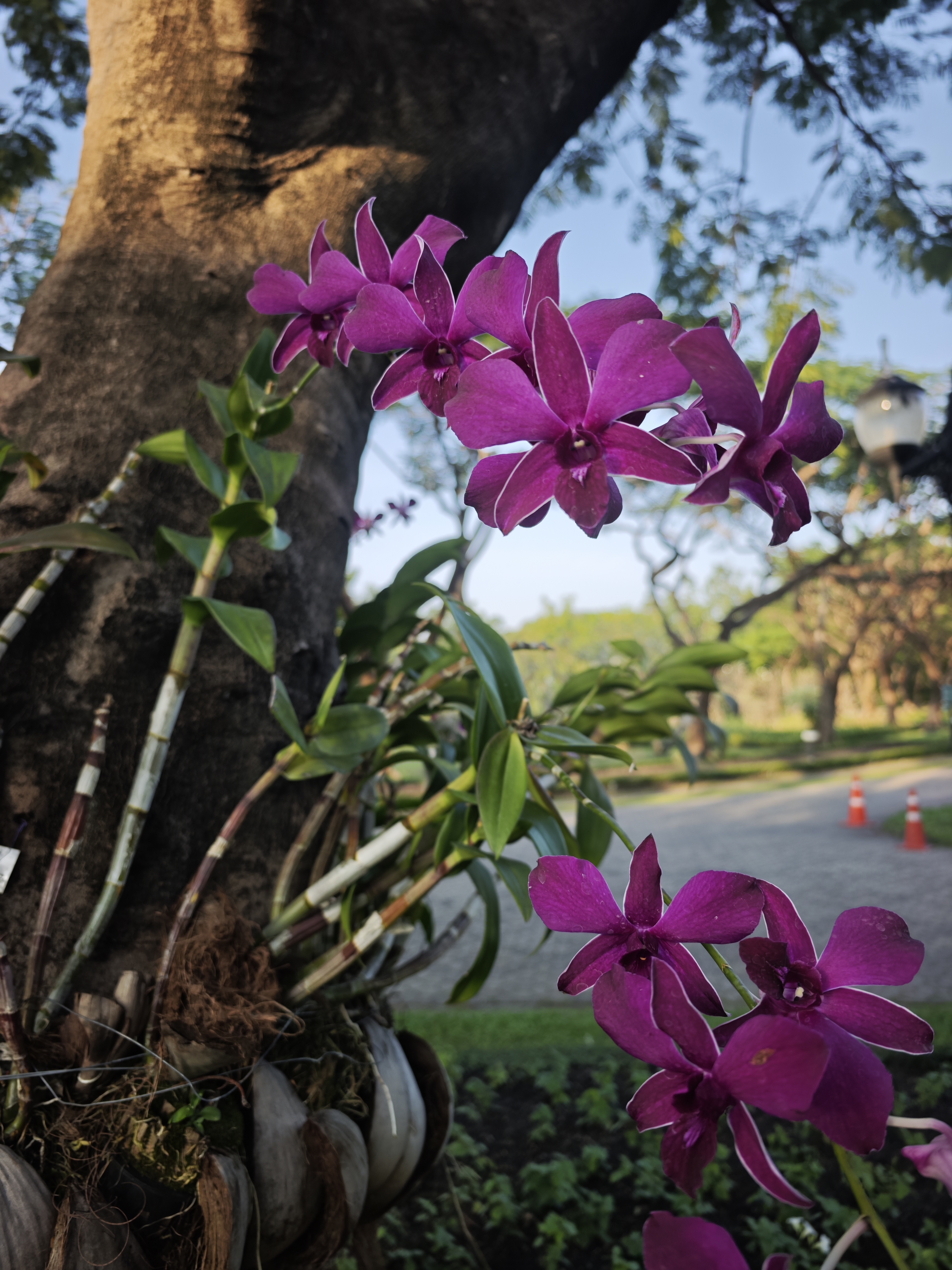 รักตสิริน