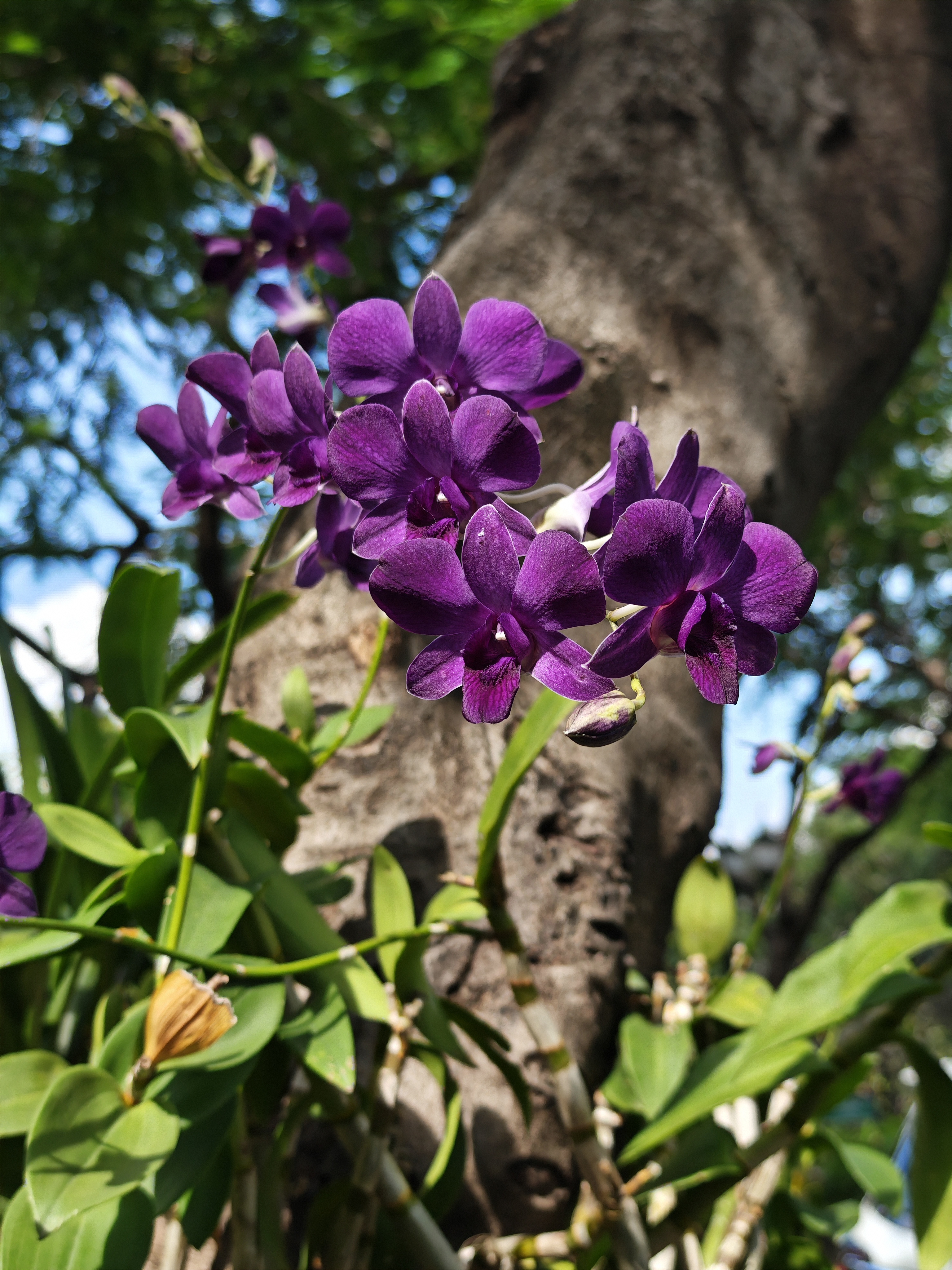 ม่วงราชกุมารี