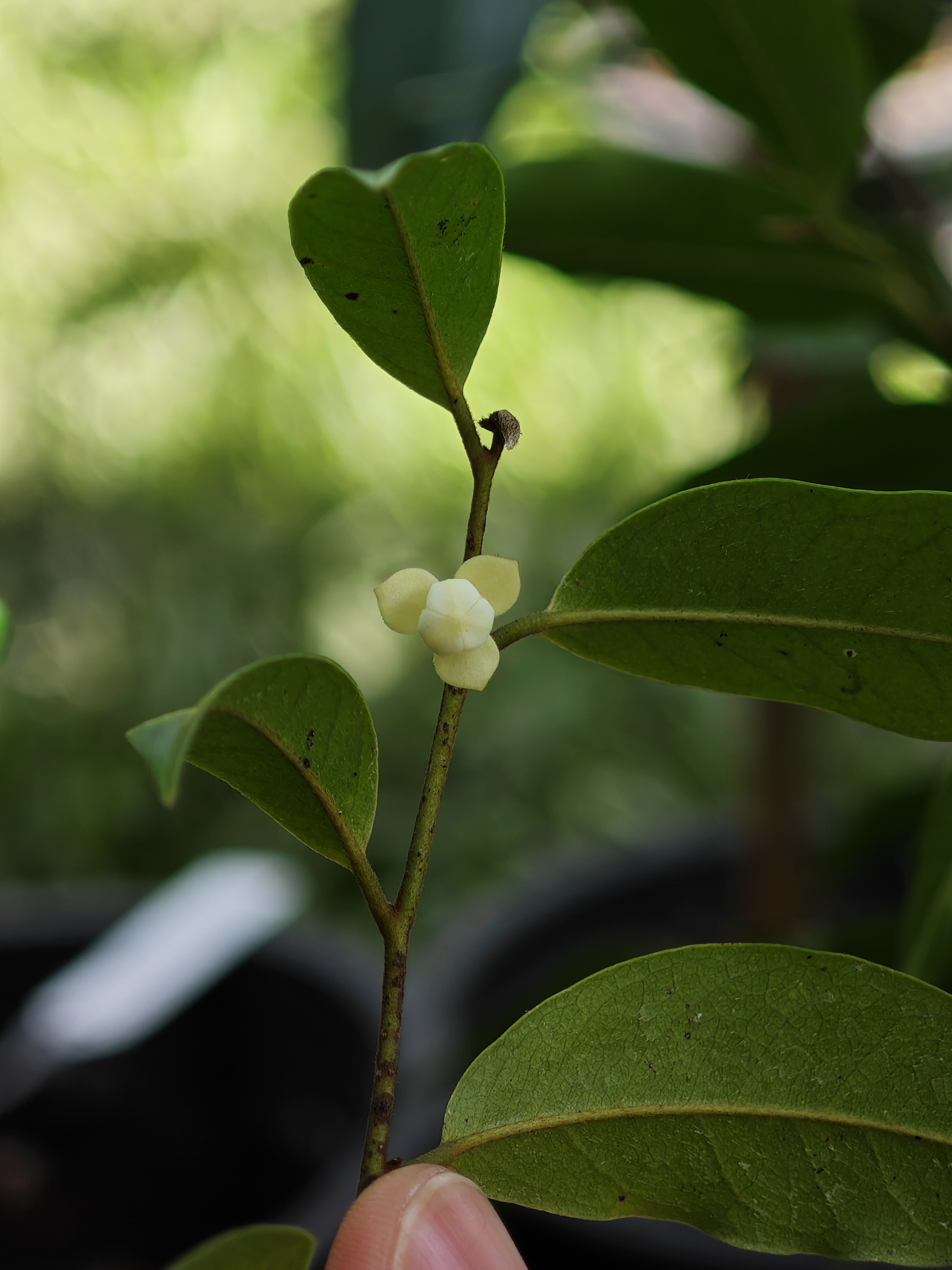 พรหมจุฬาภรณ์