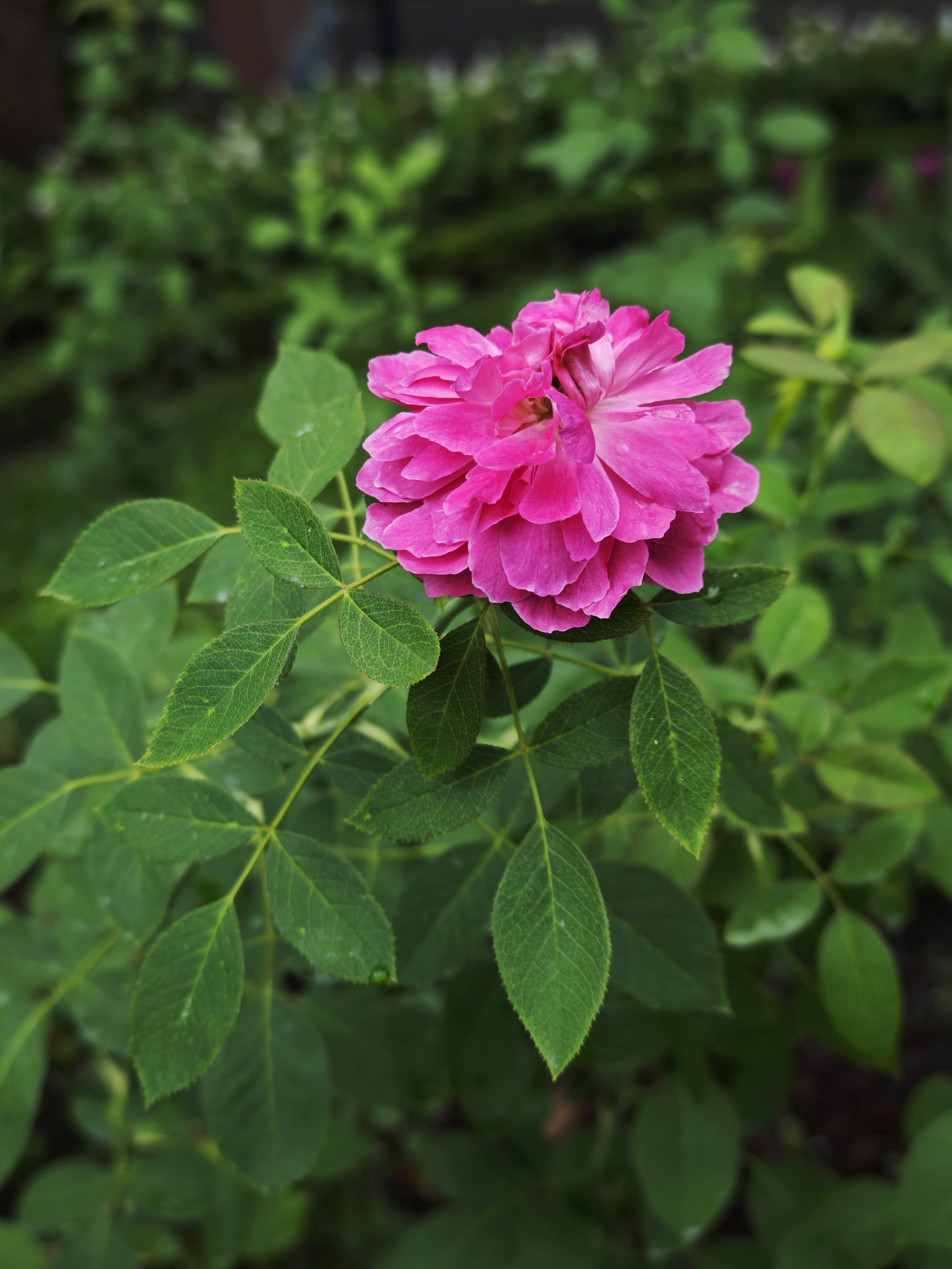 กุหลาบจุฬาลงกรณ์