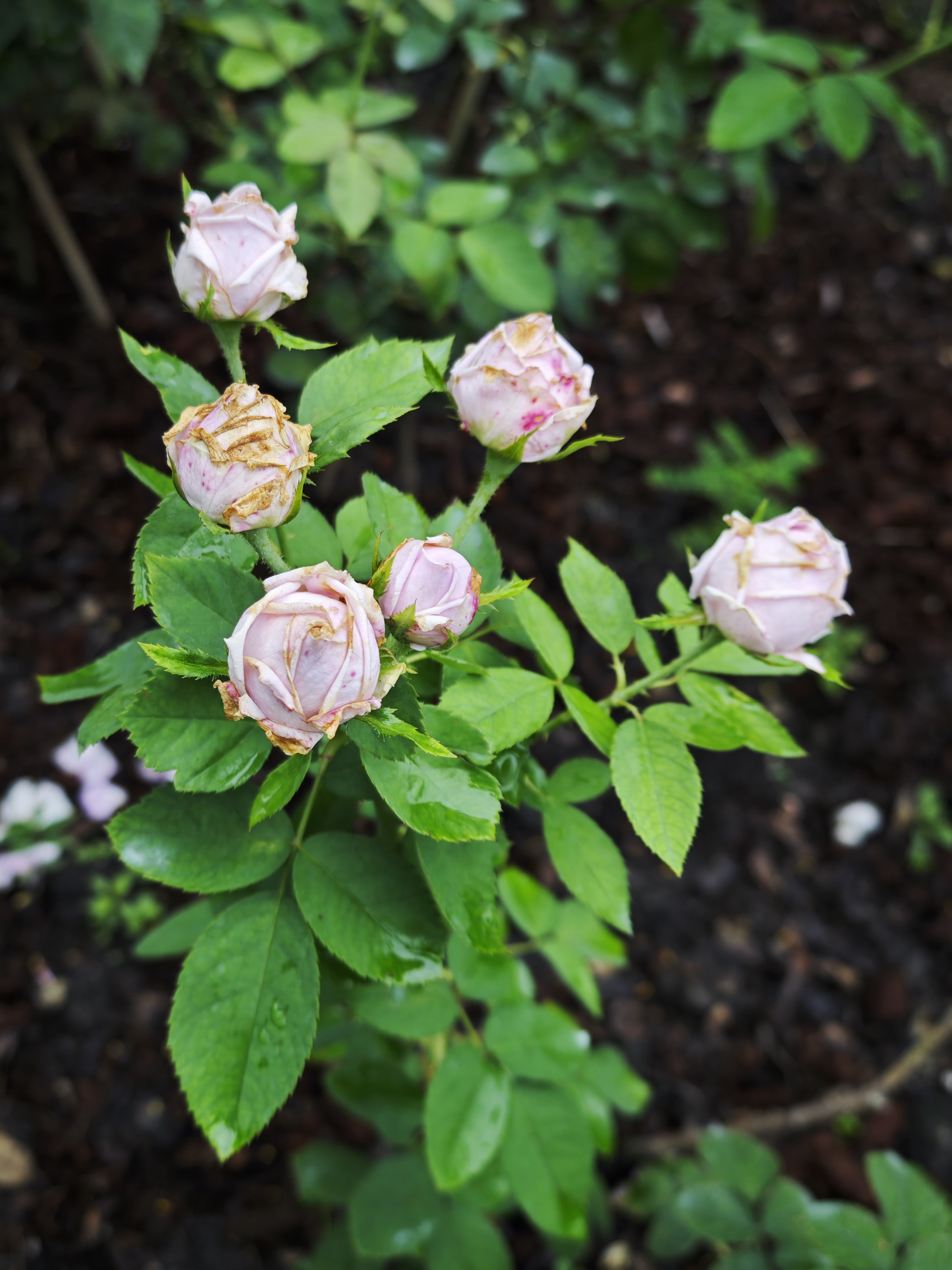 กุหลาบไกลกังวล