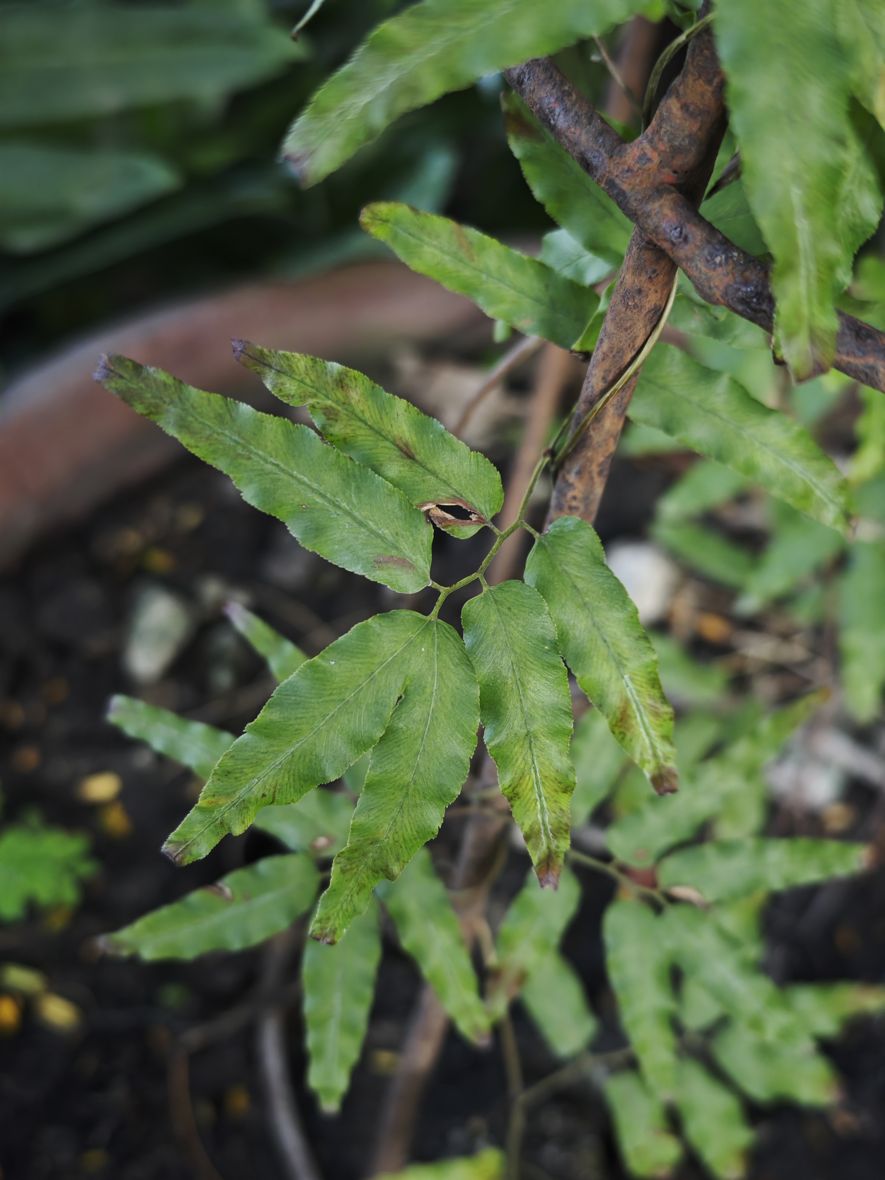 ย่านลิเภา