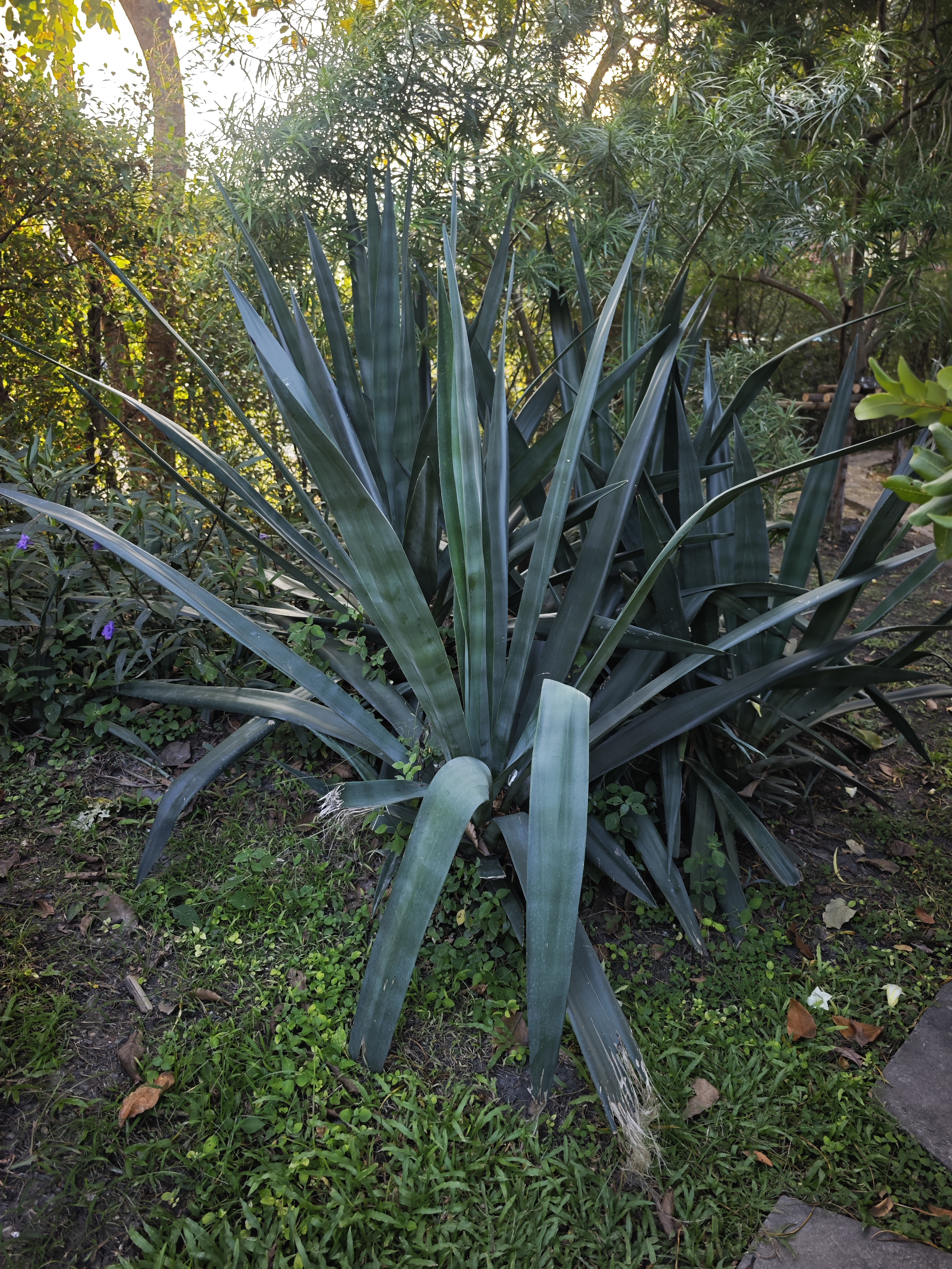 ป่านศรนารายณ์