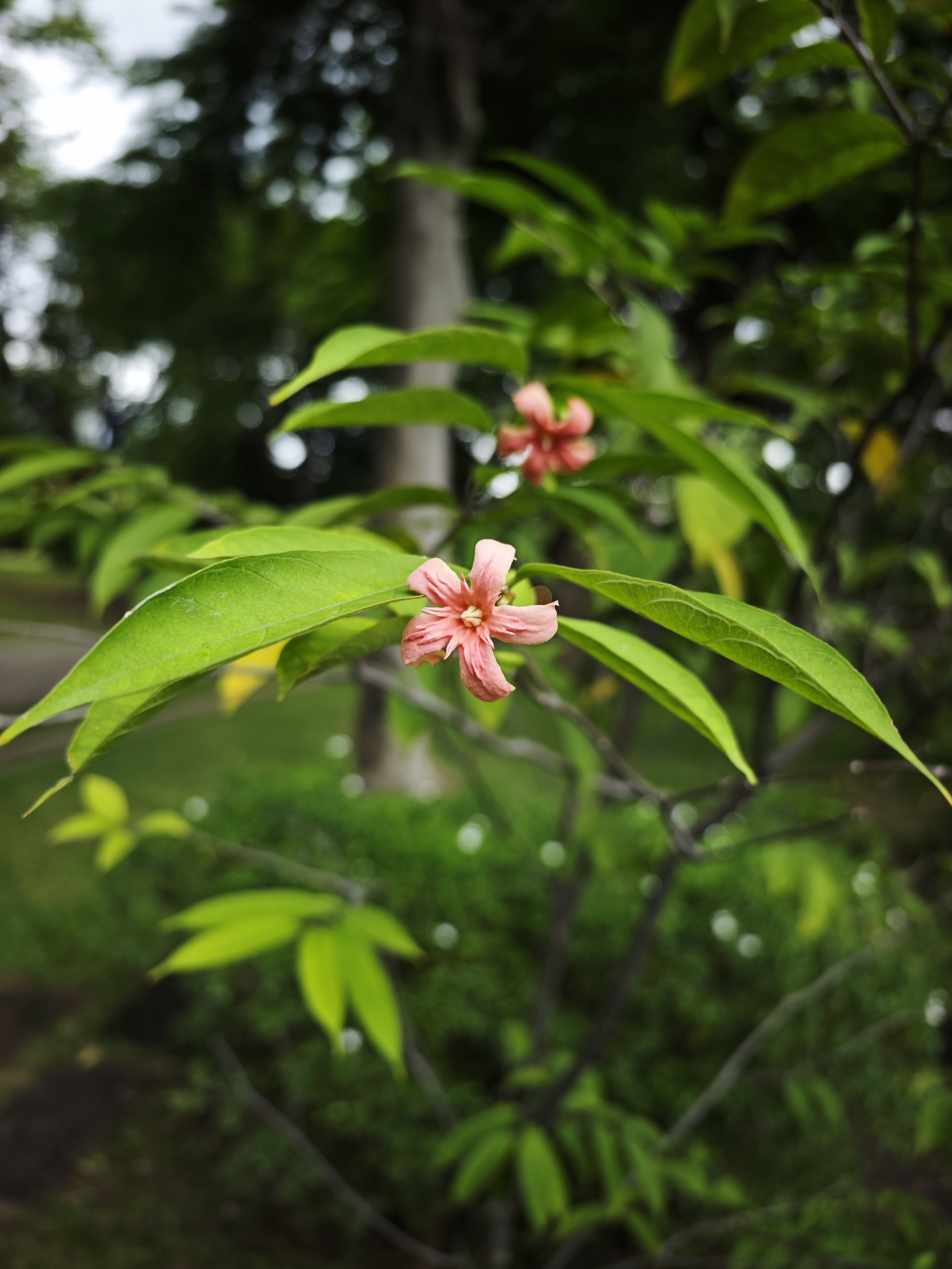 โมกการะเกตุ