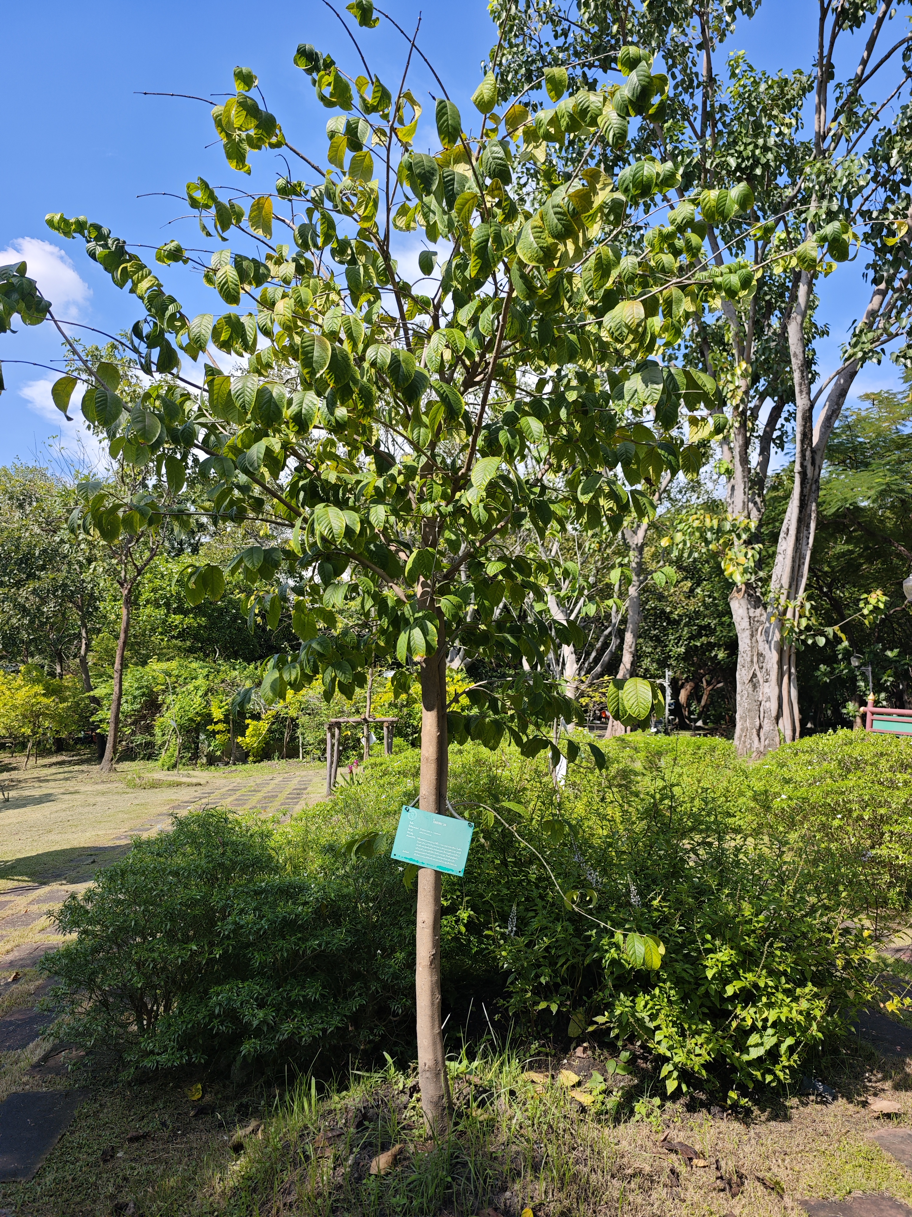 โมกพะวอ