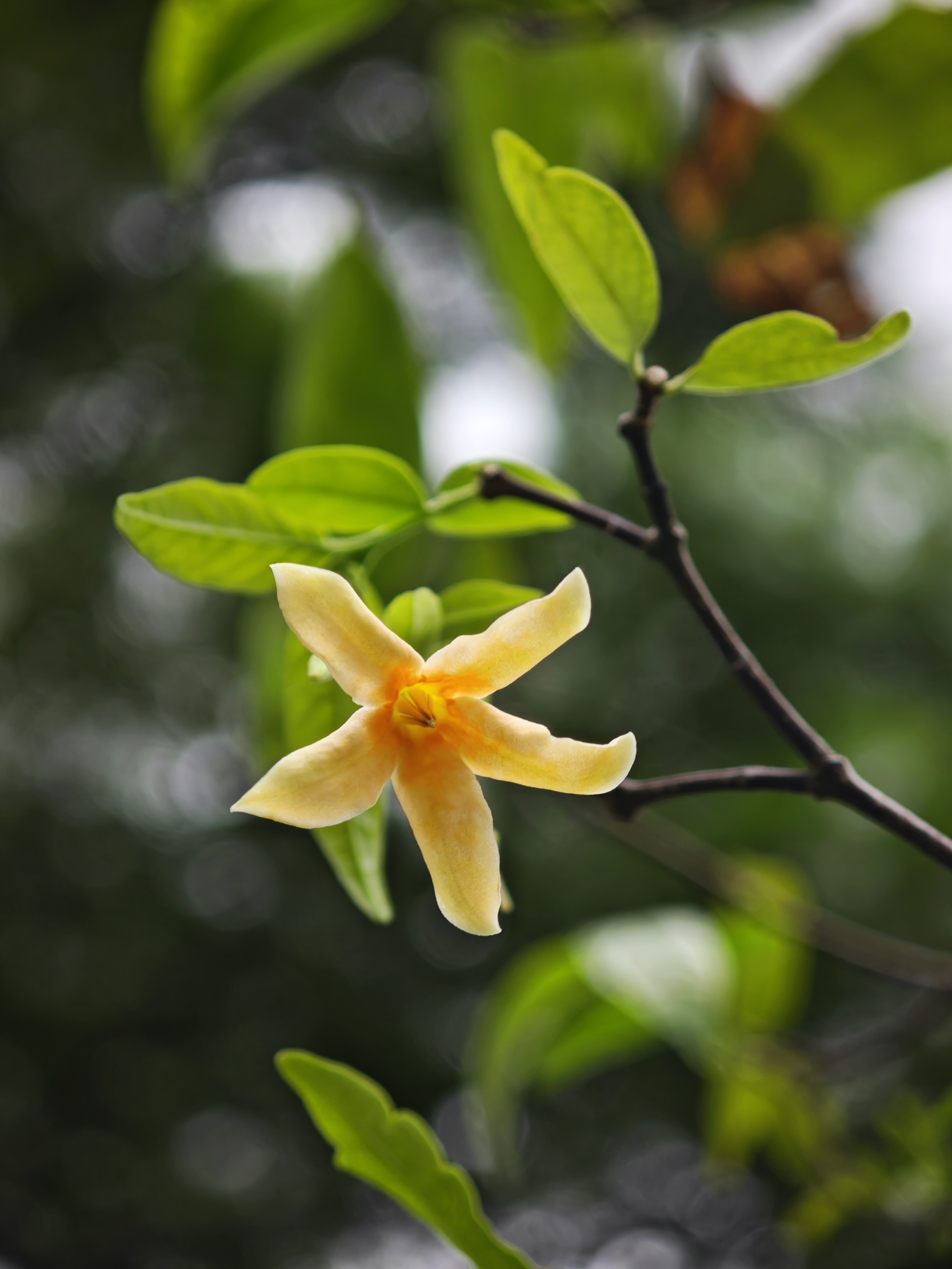 โมกใบบาง