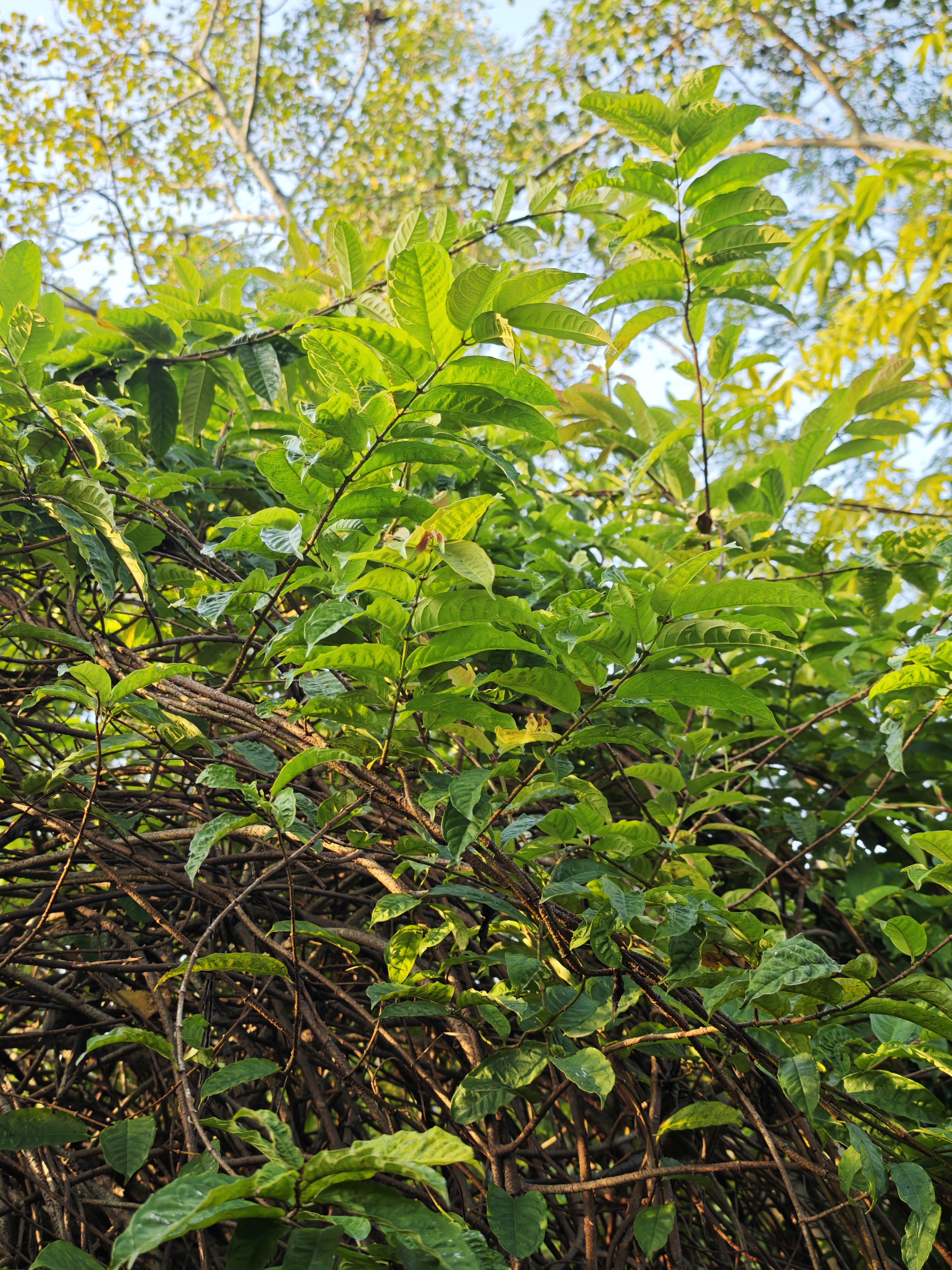 เครือไส้ตัน