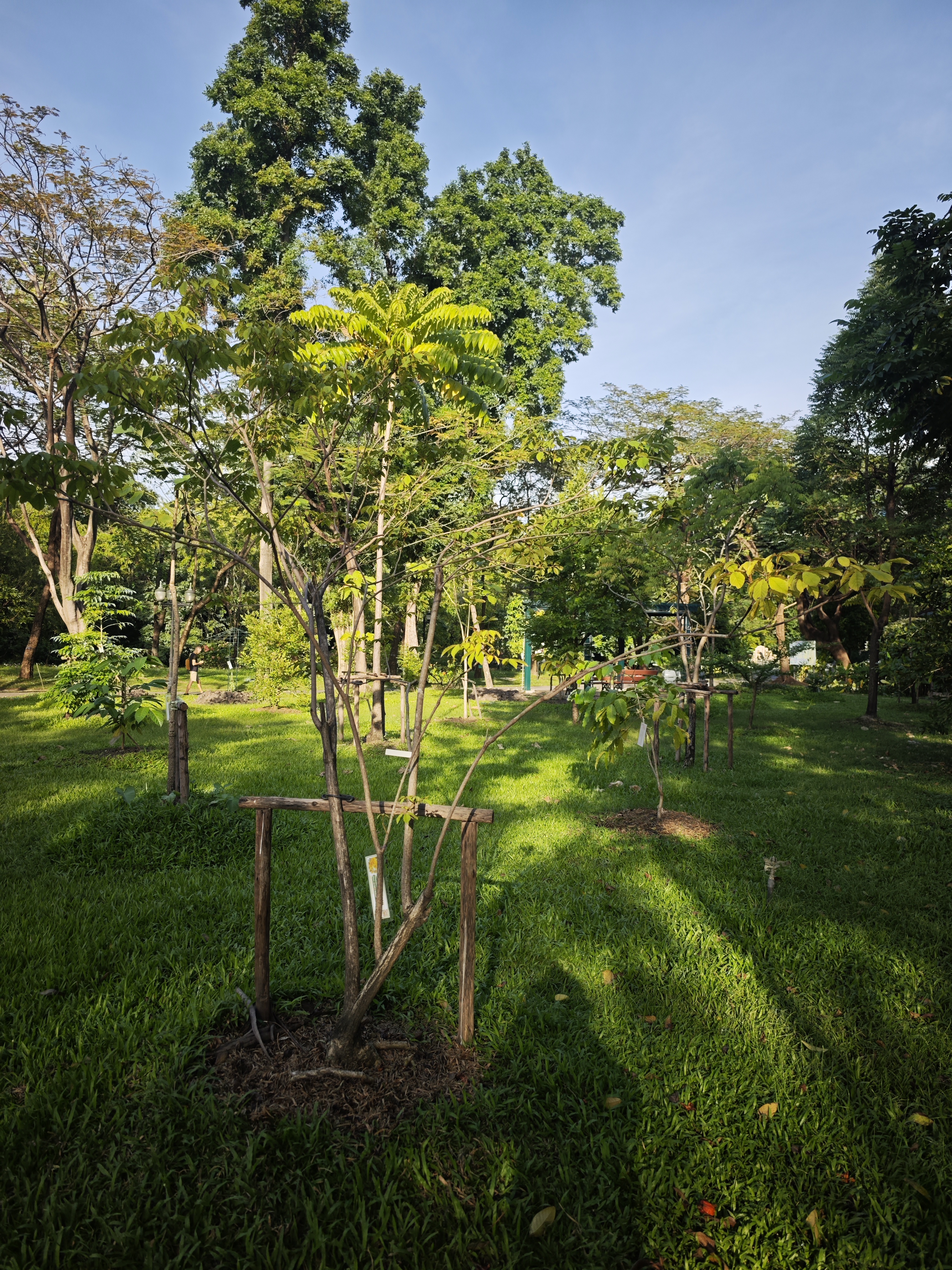 เหลืองเชียงราย