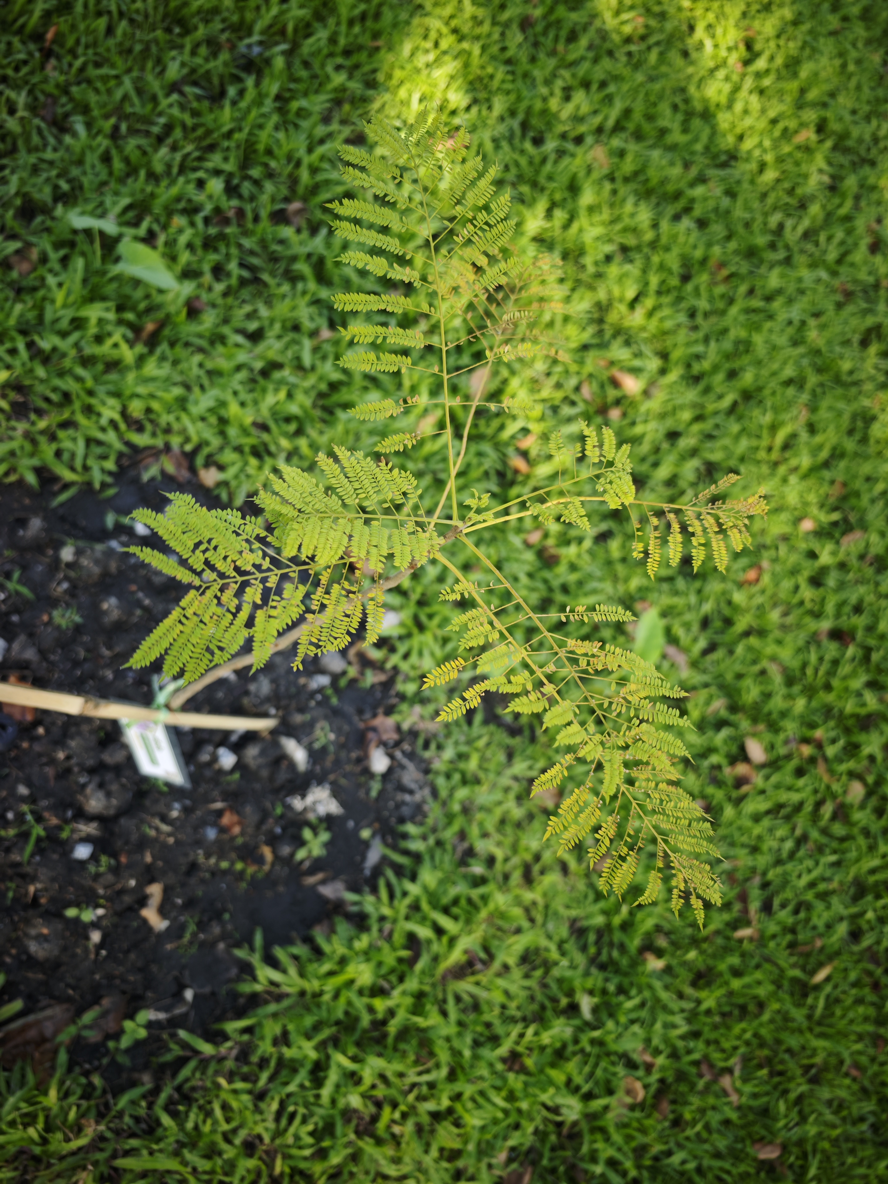 ศรีตรัง