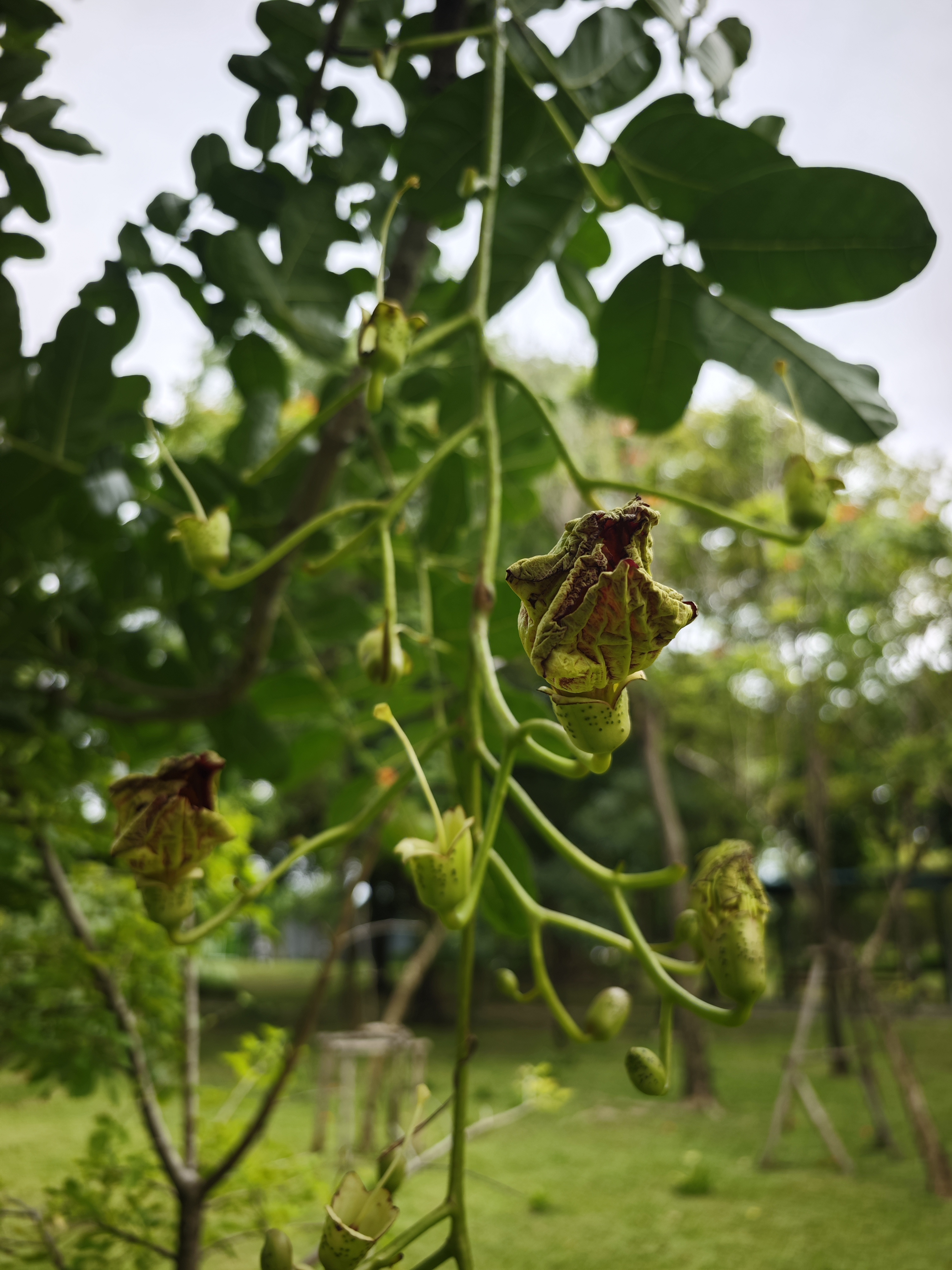 ไส้กรอกแอฟริกา