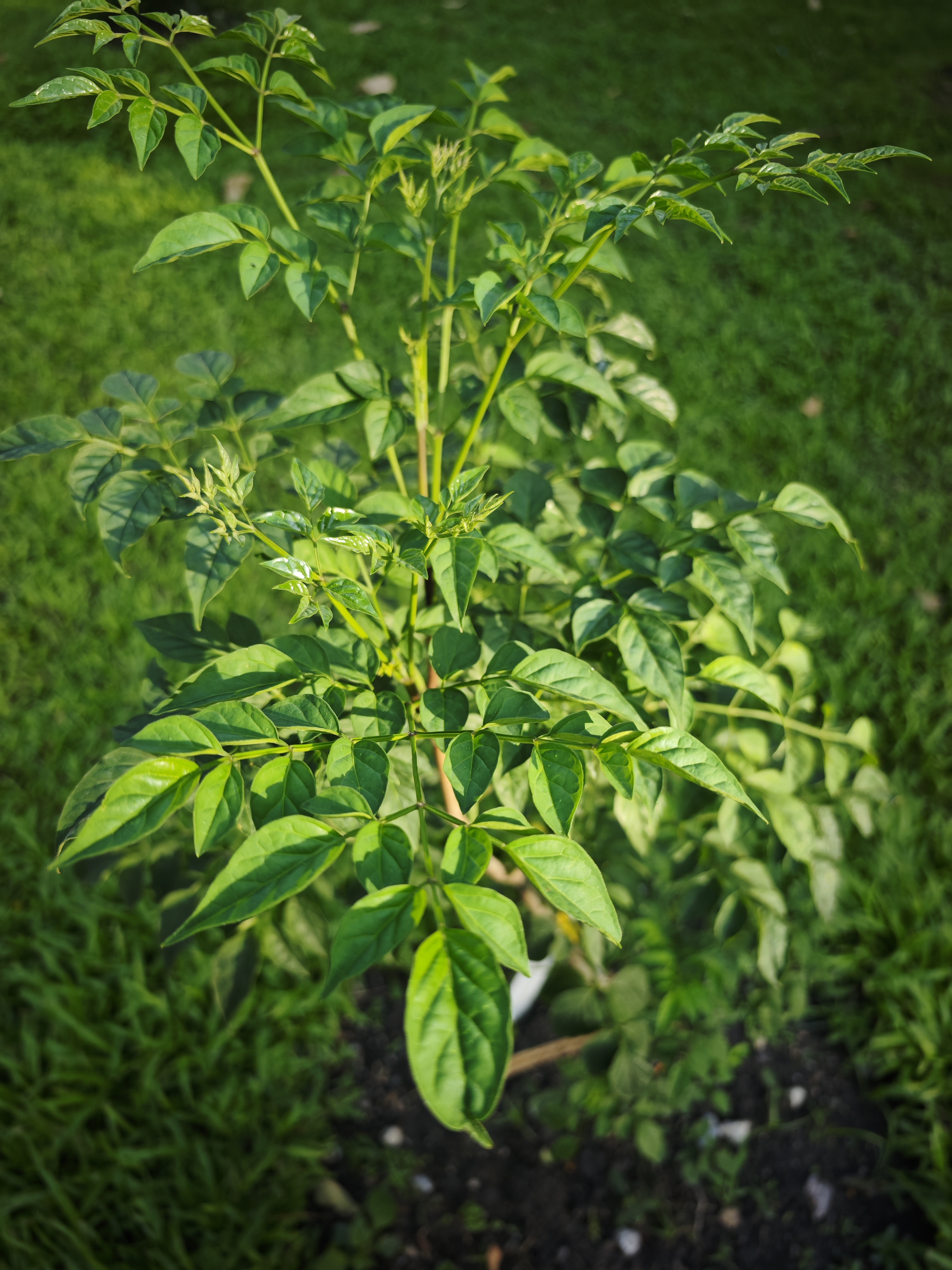 ระฆังทอง