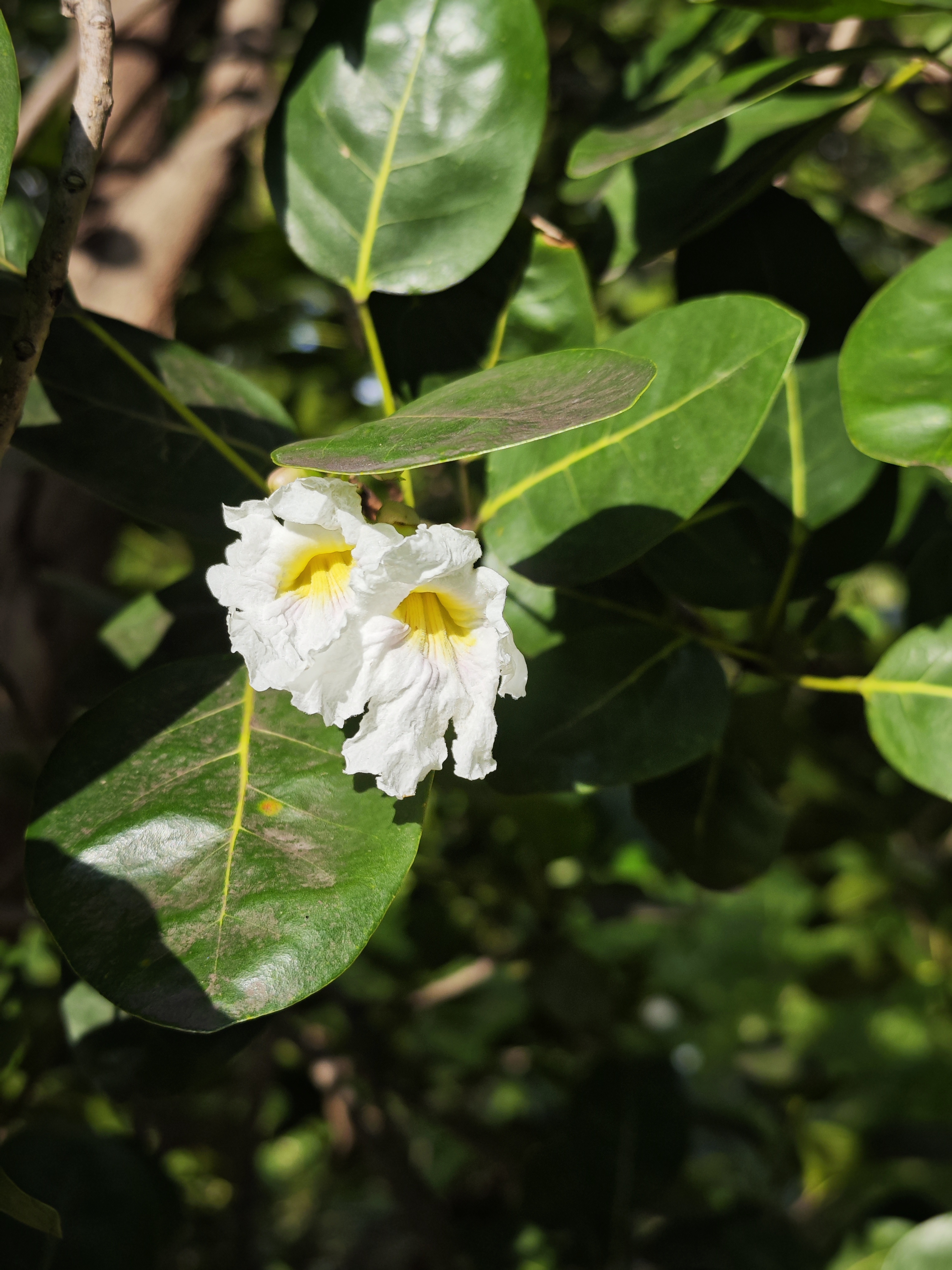 ไวท์ซีดา