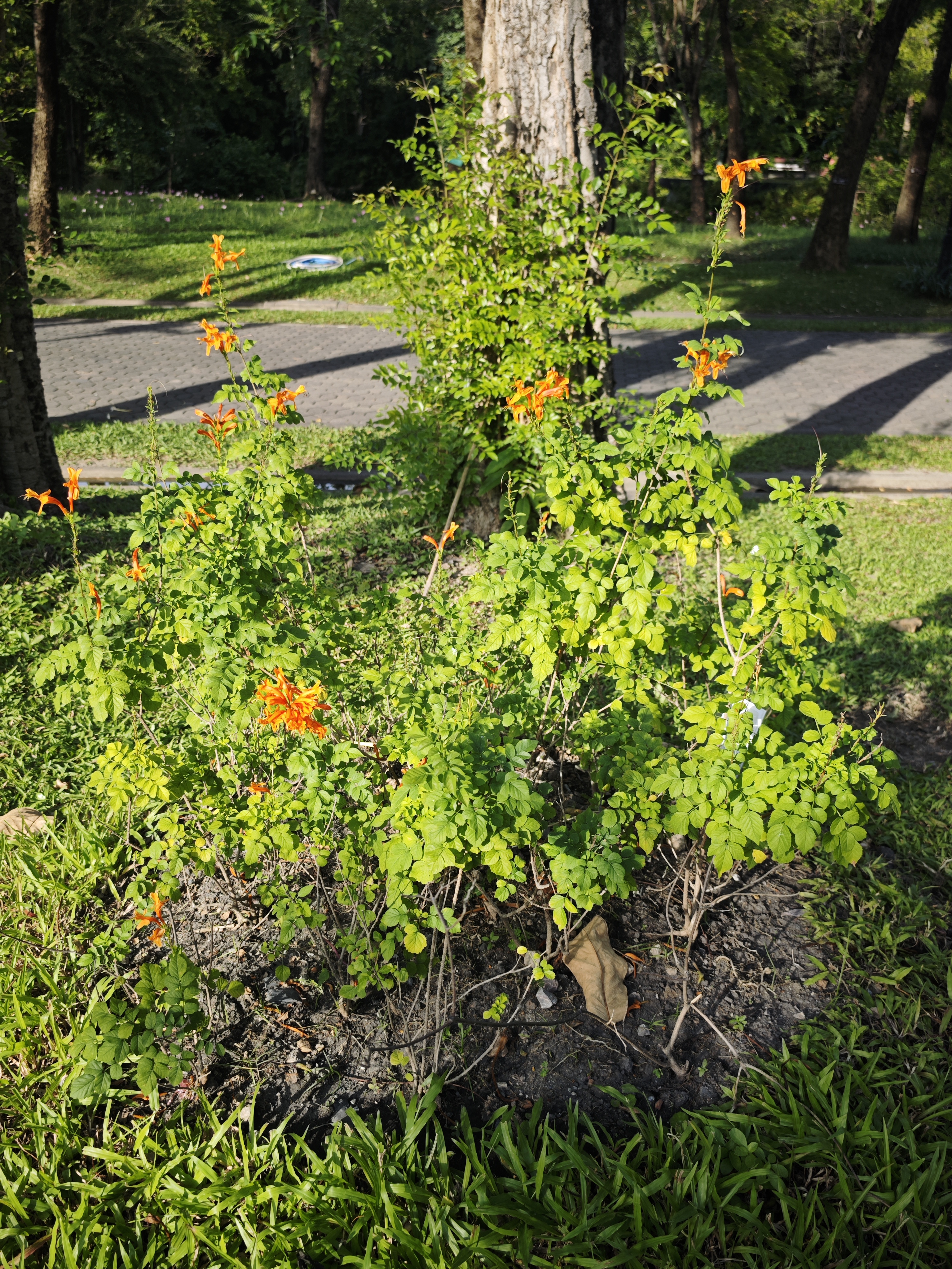 พวงแสดต้น