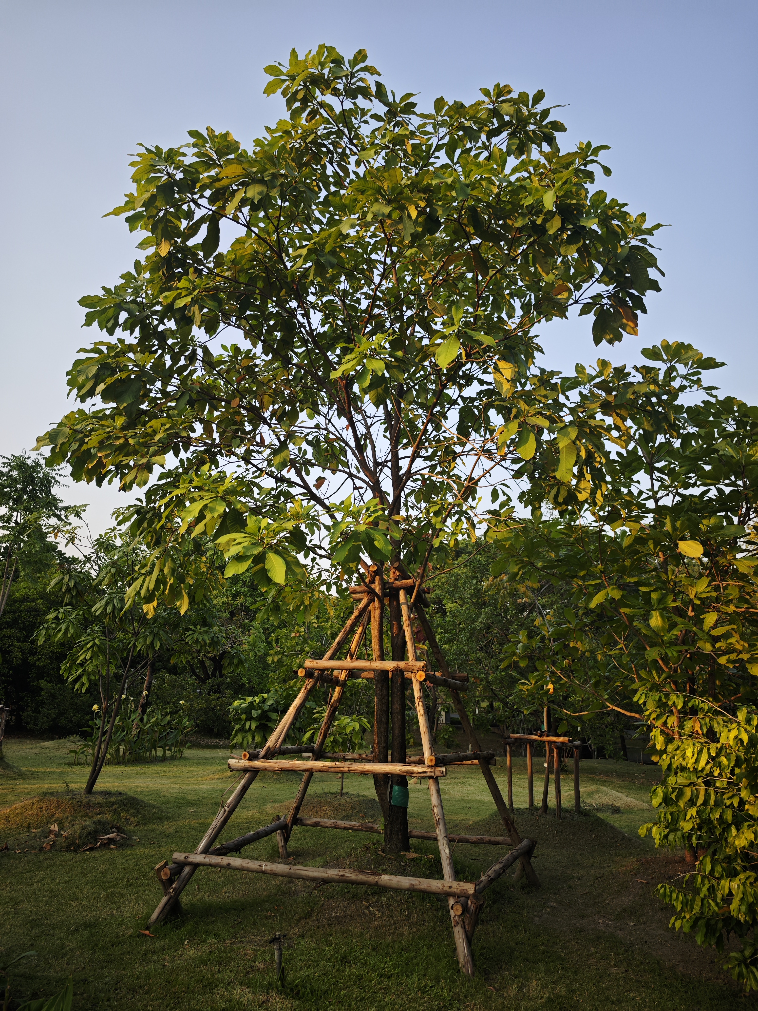 จิกดอกขน