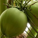 ชื่อต้น : มะพร้าว / Coconut