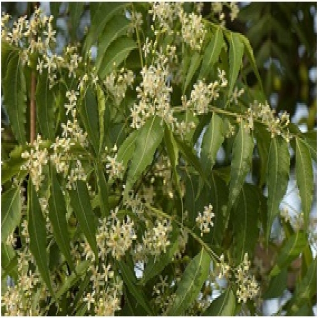 ชื่อต้น : สะเดา / Siamese Neem Tree