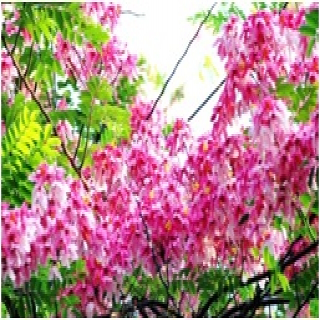 ชื่อต้น : ชัยพฤกษ์