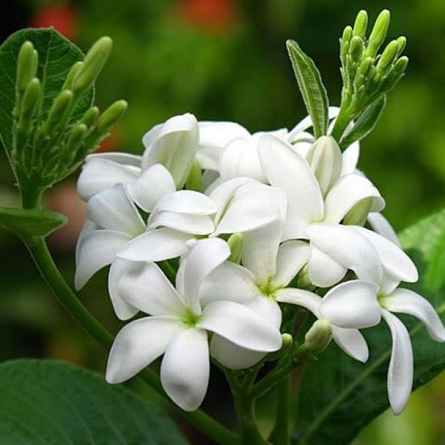 ชื่อต้น : โมกราชสีห์