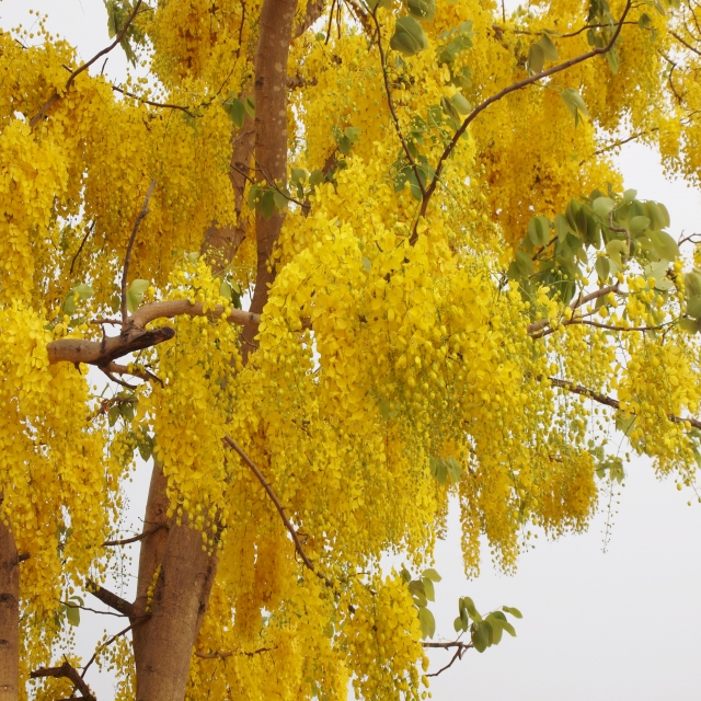 ชื่อต้น : ราชพฤกษ์ / Golden Shower Tree