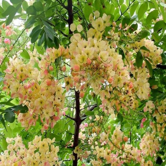 ชื่อต้น : รัตนพฤกษ์